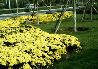 旱河路綠化工程設計案例