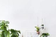 家庭綠植如何擺放更出彩？