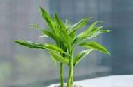 小小綠植作用大 旺財提運人人夸