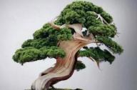 盆景七大類，你都知道嗎？