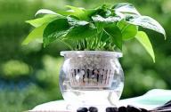 什么是水養(yǎng)花卉？什么是水培花卉？水養(yǎng)花卉和水培花卉有什么區(qū)別？
