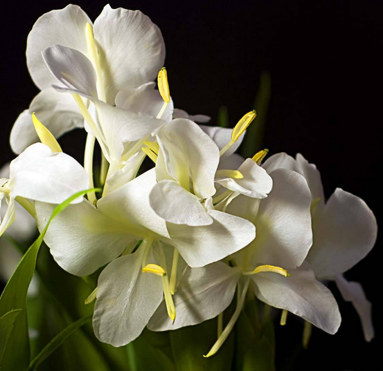 姜花是生姜的花嗎，姜花怎么種植栽培